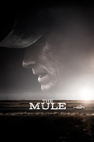 Mule